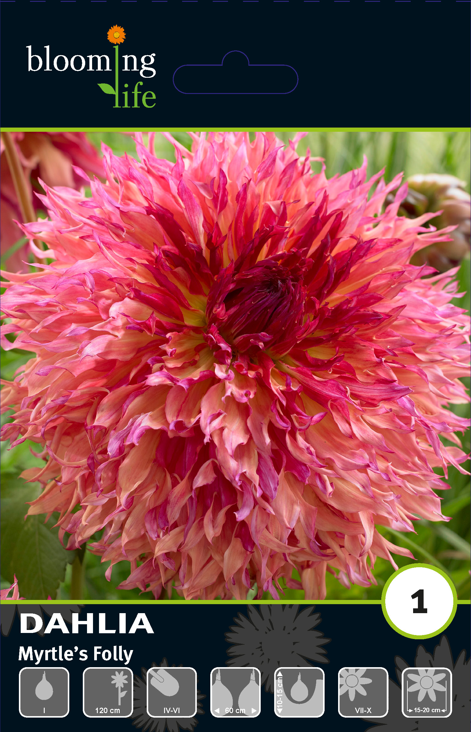 Георгина фимбриата Миртис Фолли